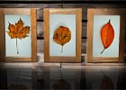 Anne Turner_Autumn leaves.jpg